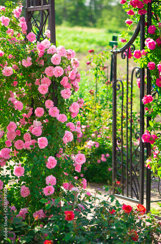 Fototapeta Naklejka Na Ścianę i Meble -  roses in the garden