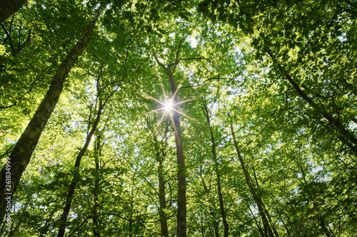 Sun shining through beech forest canopy. Fagion sylvaticae tree crowns. Pomerania  Poland.