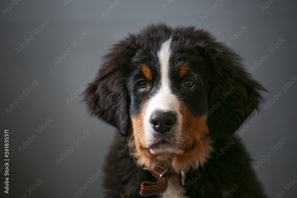 Training a Bernese Mountain Dog puppy, close-up