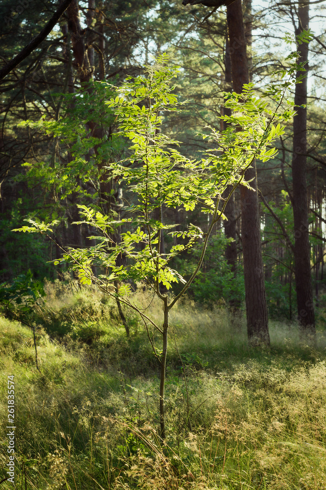 Rowan tree backlit by the sun. Sorbus aucuparia tree growing in pine forest. Pomerania, Poland. Rowan tree backlit by the sun. Sorbus aucuparia tree growing in pine forest. Pomerania, Poland.