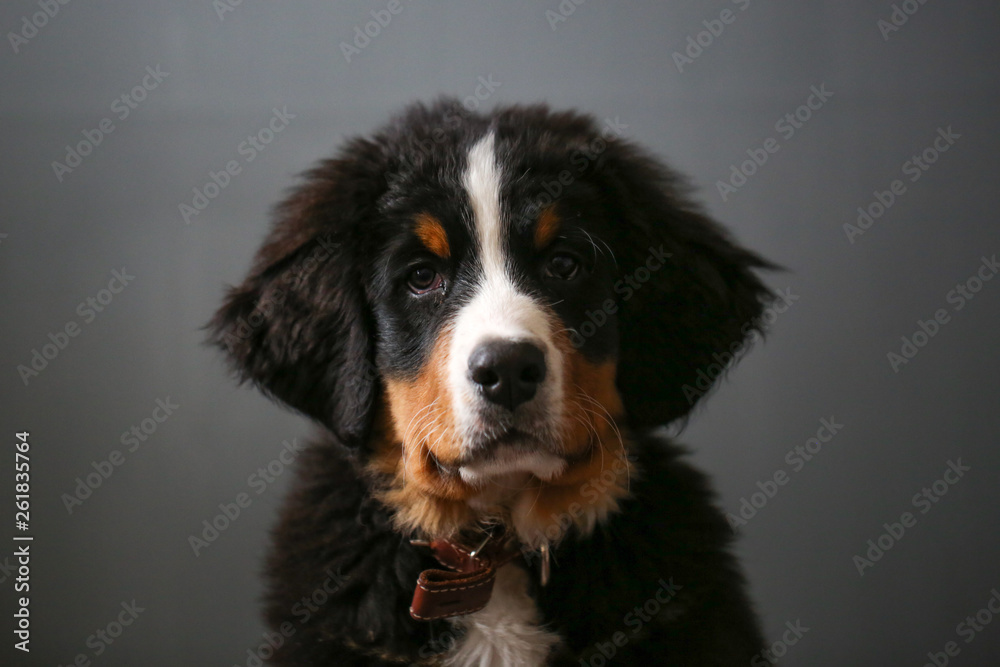 Training a Bernese Mountain Dog puppy, close-up