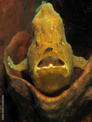 Underwater world - Giant frogfish - Antennarius commerson. Lembeh Strait  Indonesia.