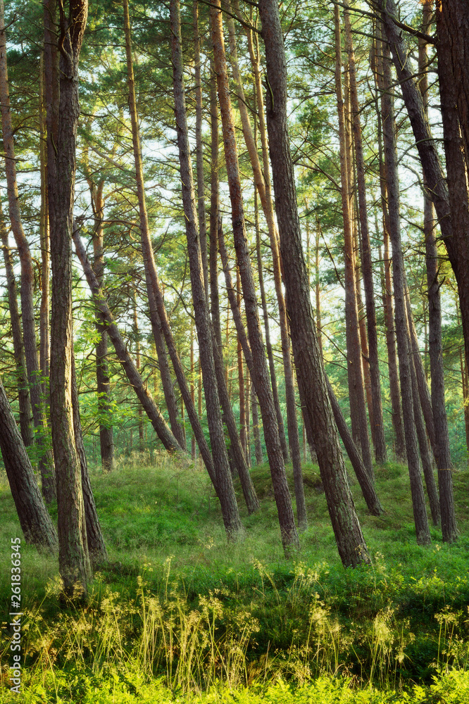Summer pinewood. Scots or Scotch pine Pinus sylvestris trees in evergreen coniferous forest. Pomerania, Poland. Summer pinewood. Scots or Scotch pine Pinus sylvestris trees in evergreen coniferous forest. Pomerania, Poland.