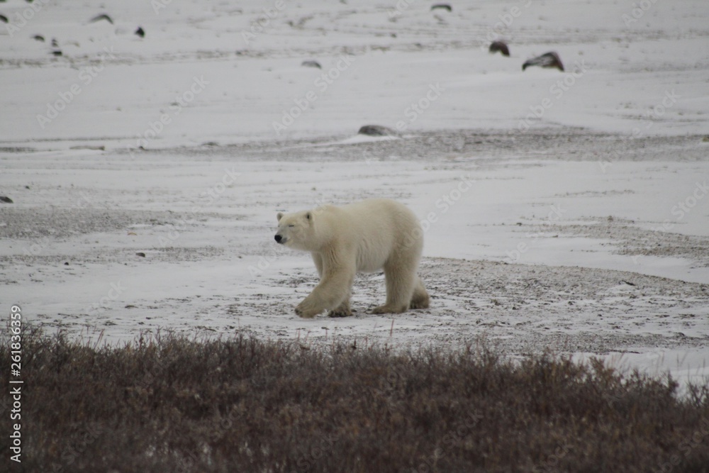 Polar Bear walking in the Wild Polar Bear walking in the Wild