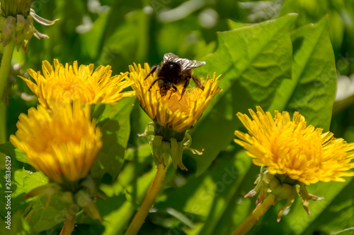 Blooming dandelion in a meadow with a bumblebee collecting nectar.