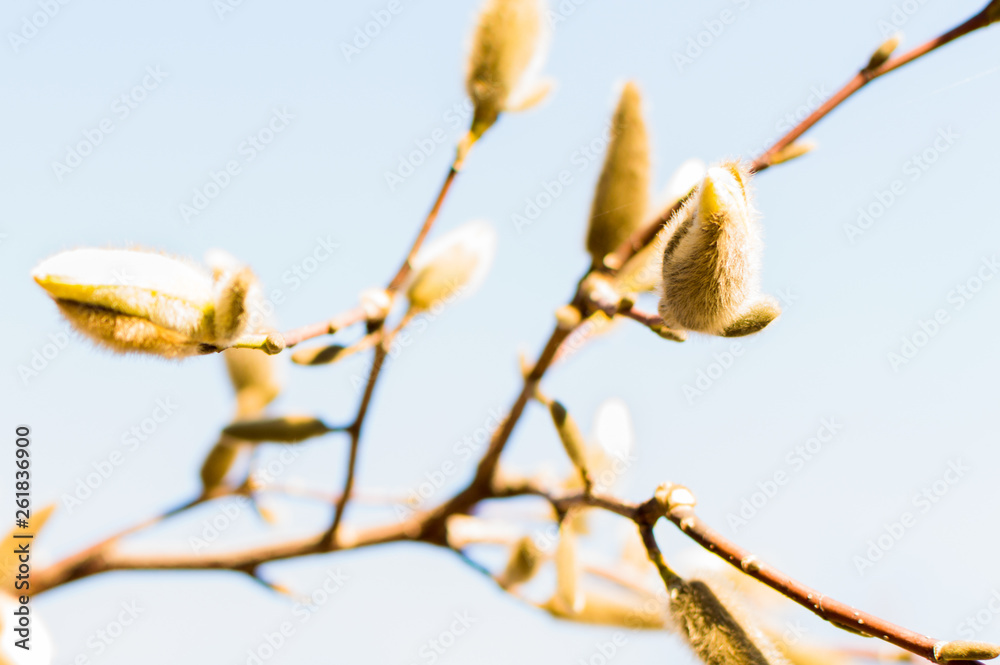 Springtime - tree bud and the blue sky.