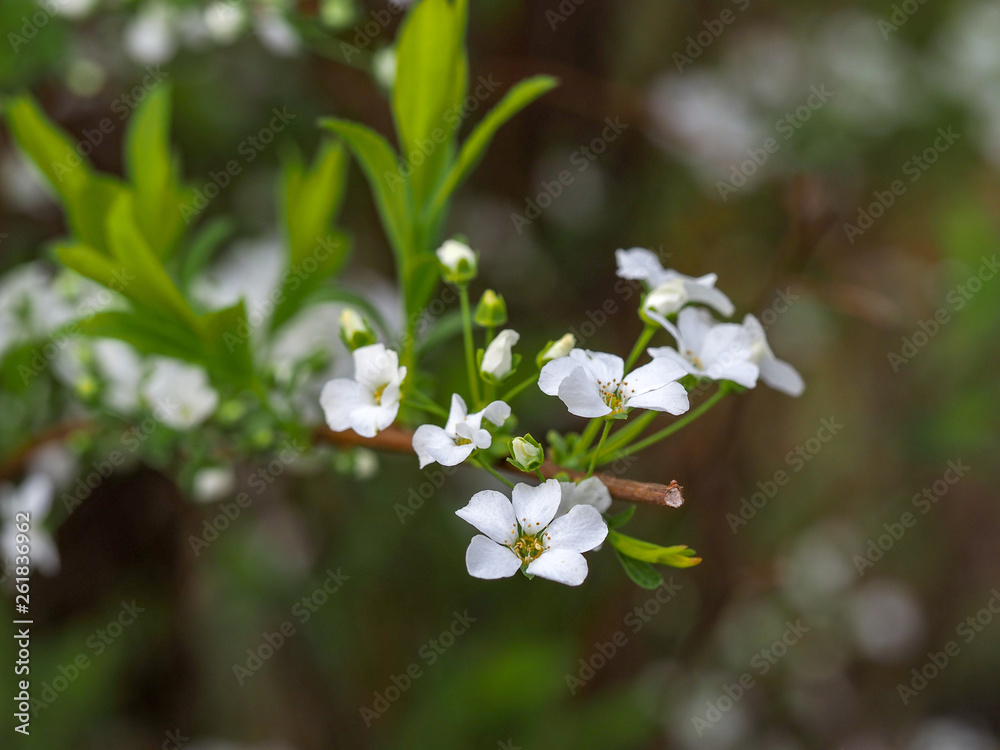 Close up picture of White Spirea, Bush of Thunbergii or Thunbergii Meadowsweet. Close up picture of White Spirea, Bush of Thunbergii or Thunbergii Meadowsweet.