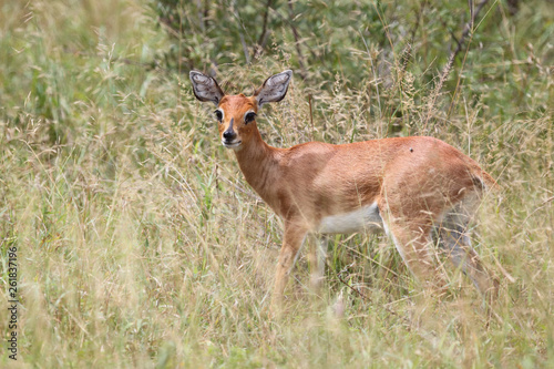 Wallpaper Mural Afrikanischer Steinbock / Steenbok / Raphicerus campestris Torontodigital.ca