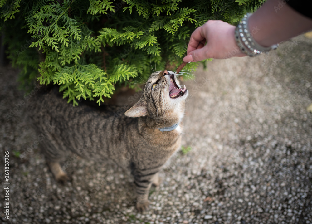 tabby domestic shorthair cat getting fed by owner with treat tabby domestic shorthair cat getting fed by owner with treat