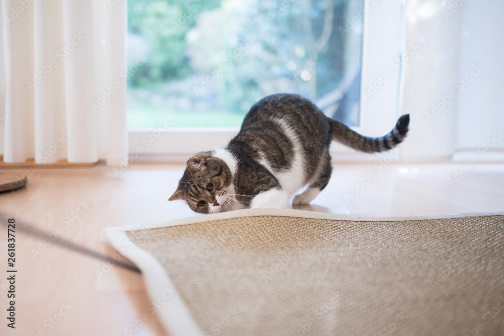 tabby white british shorthair cat searching for cat's tyo under the sisal carpet - obrazy, fototapety, plakaty 