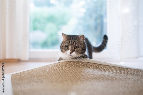 tabby white british shorthair cat searching for cat's tyo under the sisal carpet photo