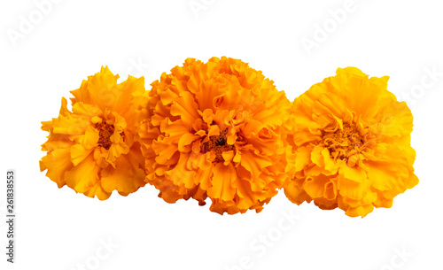 Fototapeta Naklejka Na Ścianę i Meble -  marigold flowers isolated