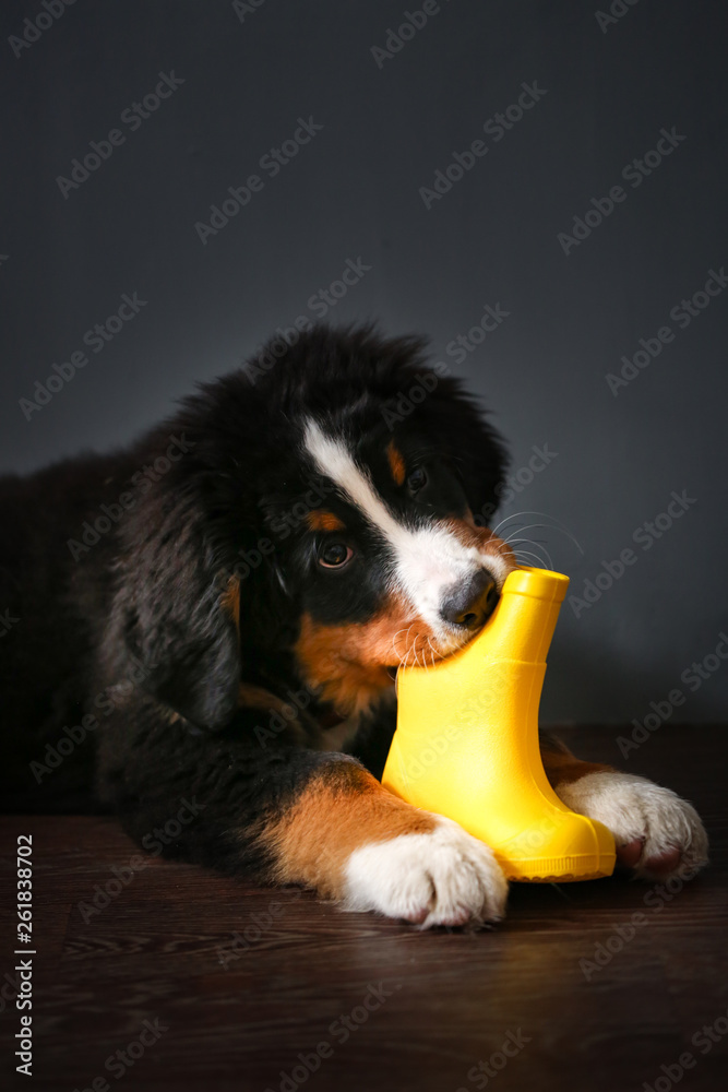 Puppy gnaws rubber boot,Bernese Mountain Dog