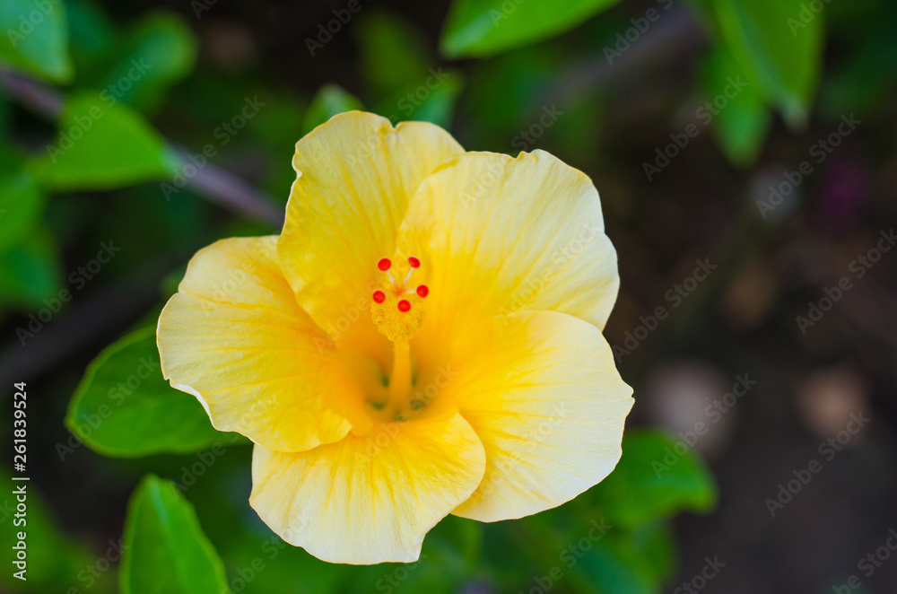 Fototapeta premium Summer flower Orange Cosmos sulphureus, green background, spring yellow flowers sunny light. garden yellow closeup, thin flowers. Macro and small Butterfly on orange flower.