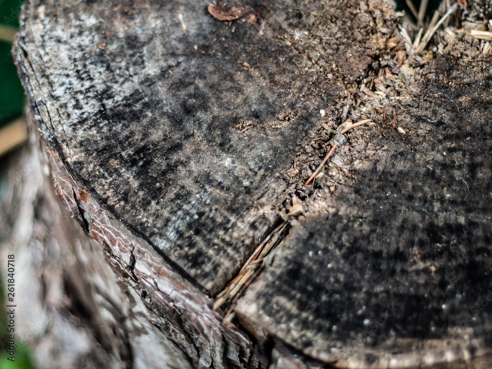 Fototapeta premium Grunge wooden background. Design element for poster, card, banner.