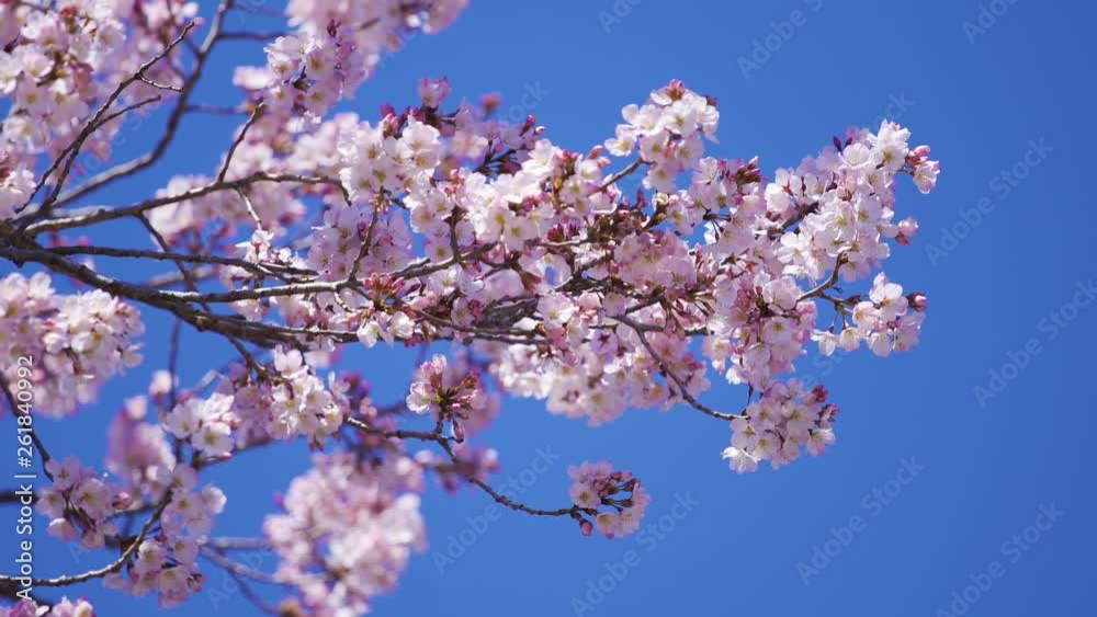 beautiful Sakura, Cherry Blossom flower in spring season beautiful Sakura, Cherry Blossom flower in spring season