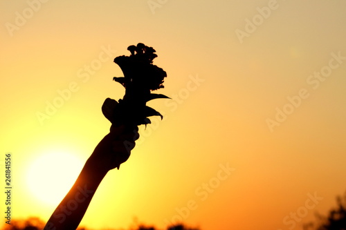 Silhouette in the shade of a flower in hand against the background of a sunset like a parrot.
