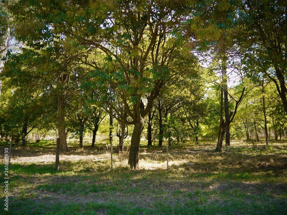 Fototapeta premium trees