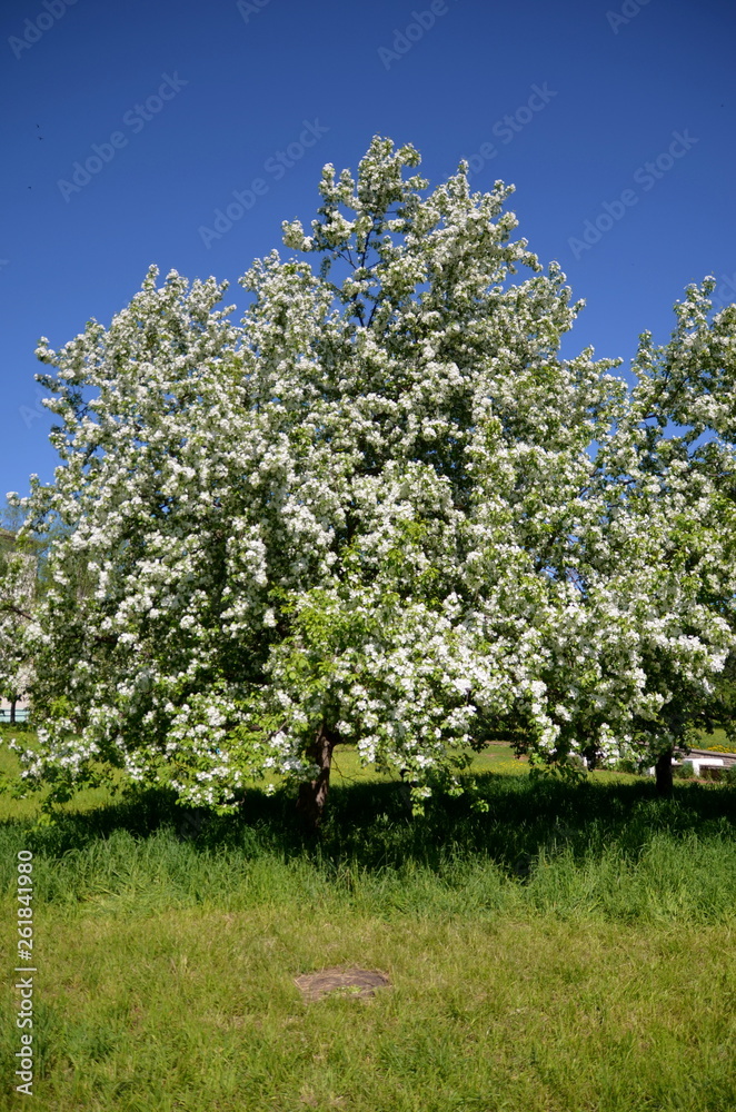 Obraz premium Blooming wild apples in the sunlights.