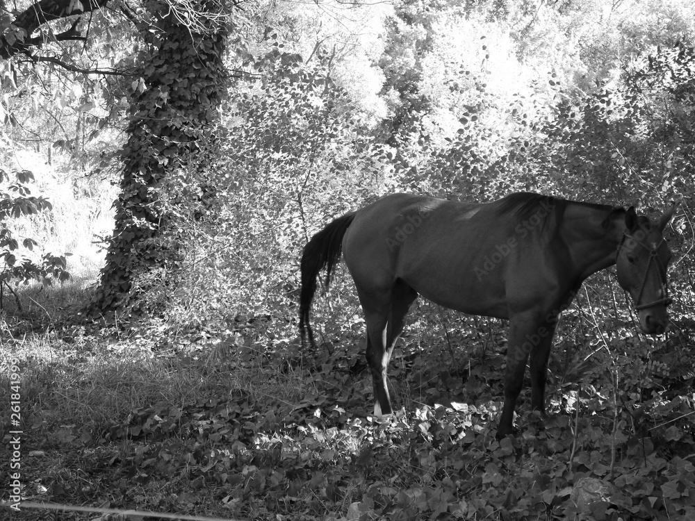 Obraz premium white and black horse