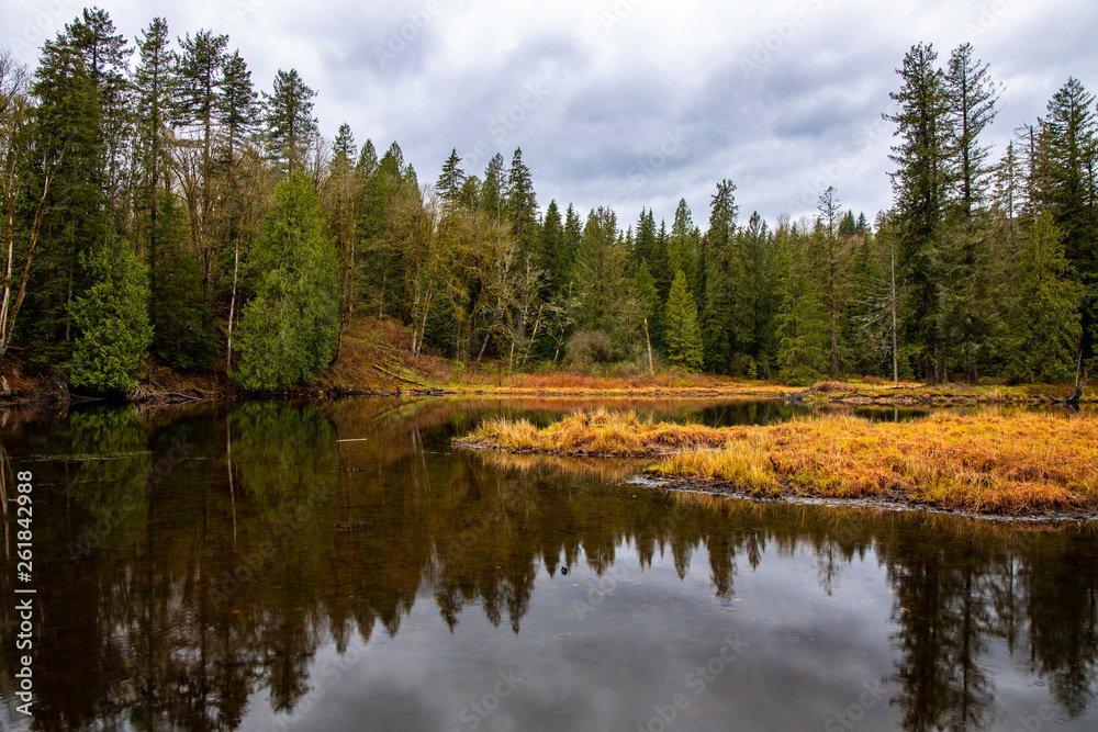 Marsh, forest, and pond on a rainy day at Lake