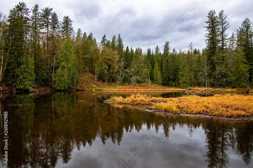 Marsh, forest, and pond on a rainy day at Lake