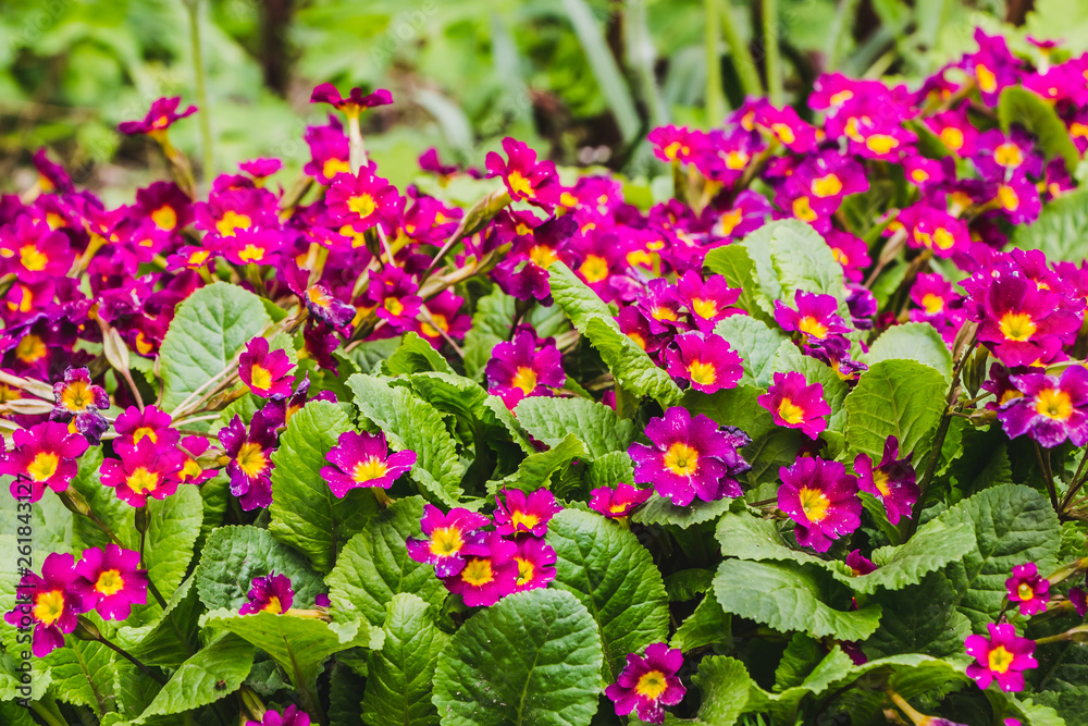 Red Primrose flowers with beautiful green leaves bloom in spring Red Primrose flowers with beautiful green leaves bloom in spring