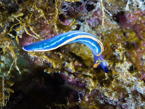 Nudibranch  felimare tricolor