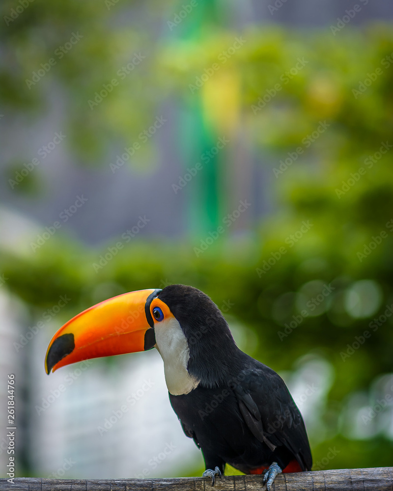 Fototapeta premium Tucano