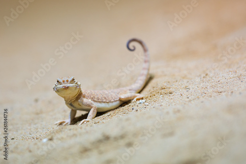 Lizard with funny tail