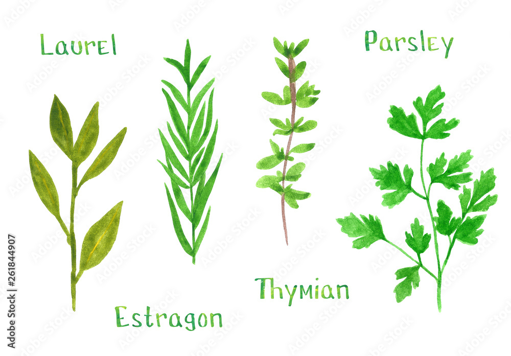 Set of green herbs, laurel, estragon, thyme, parsley, hand drawn watercolor illustration isolated on white