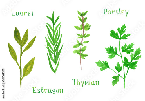 Set of green herbs, laurel, estragon, thyme, parsley, hand drawn watercolor illustration isolated on white