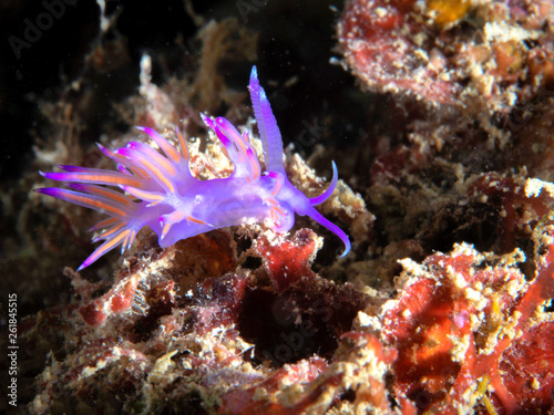 Flabellina, underwater life