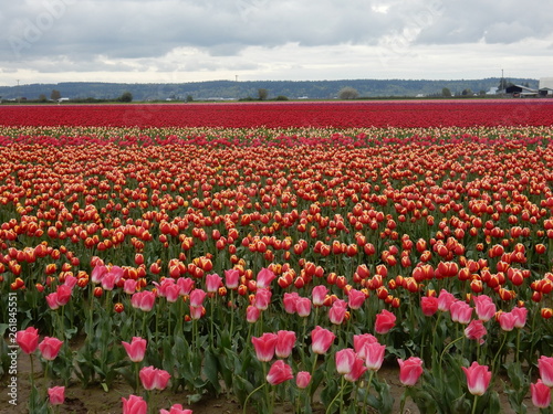 Wallpaper Mural Tulip Field Torontodigital.ca