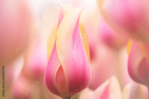 Beautiful colourful tulip flowers background in spring #261845731