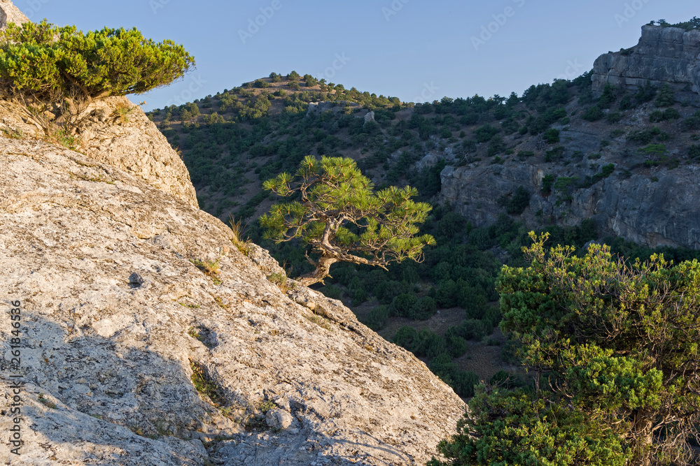 Small relic pine on the background of a dark wooded slope