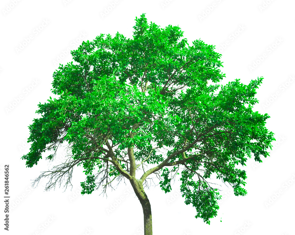 Obraz premium fresh green tree isolated on white