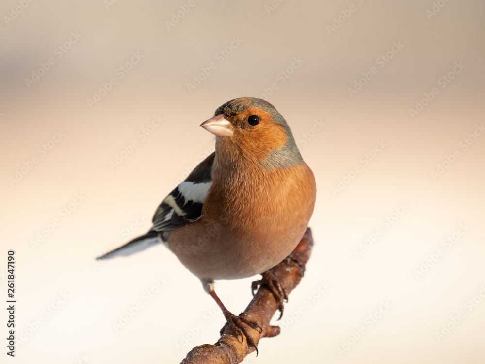 Chaffinch (Fringilla Coelebs) Chaffinch (Fringilla Coelebs)