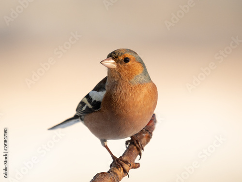 Chaffinch (Fringilla Coelebs) © Tommy