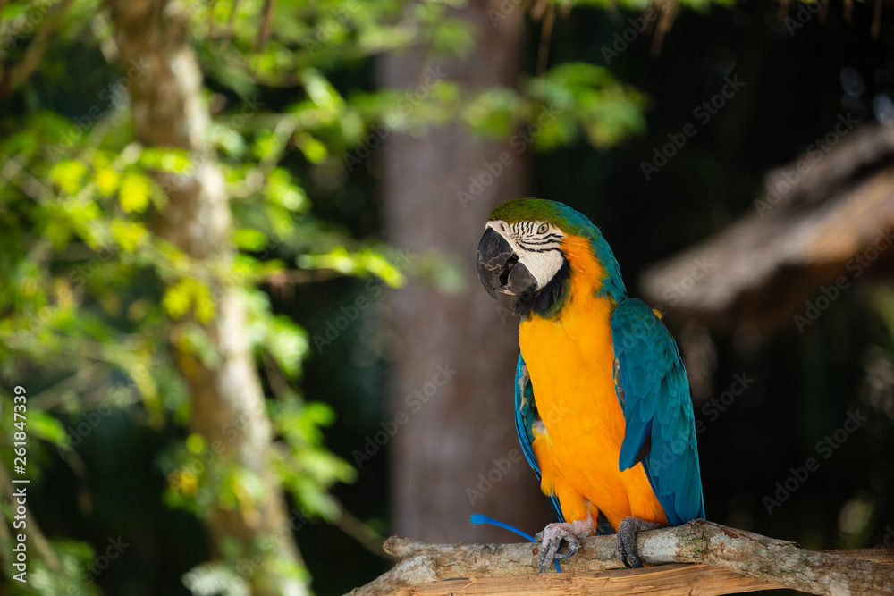 Blue and Gold Macaw against jungle background. Beautiful Bird in the Safari Park. Florida, USA.