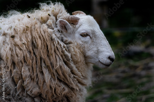 Incredible scottish sheep - long hair and mighty horns, Scotland