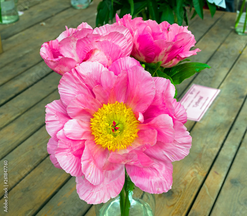 Fototapeta Naklejka Na Ścianę i Meble -  A beautiful peony.