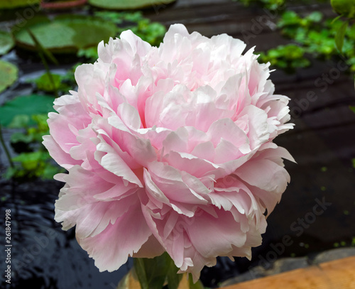 Fototapeta Naklejka Na Ścianę i Meble -  A beautiful peony.