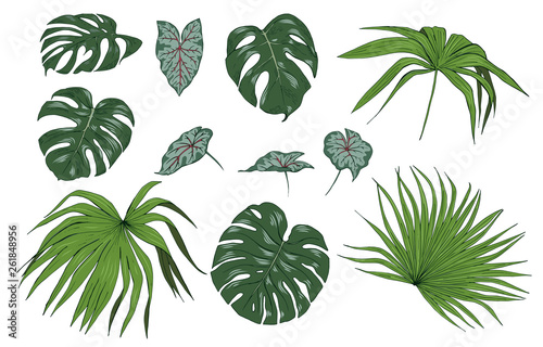 Tropical plant leaves  set  vector illustration