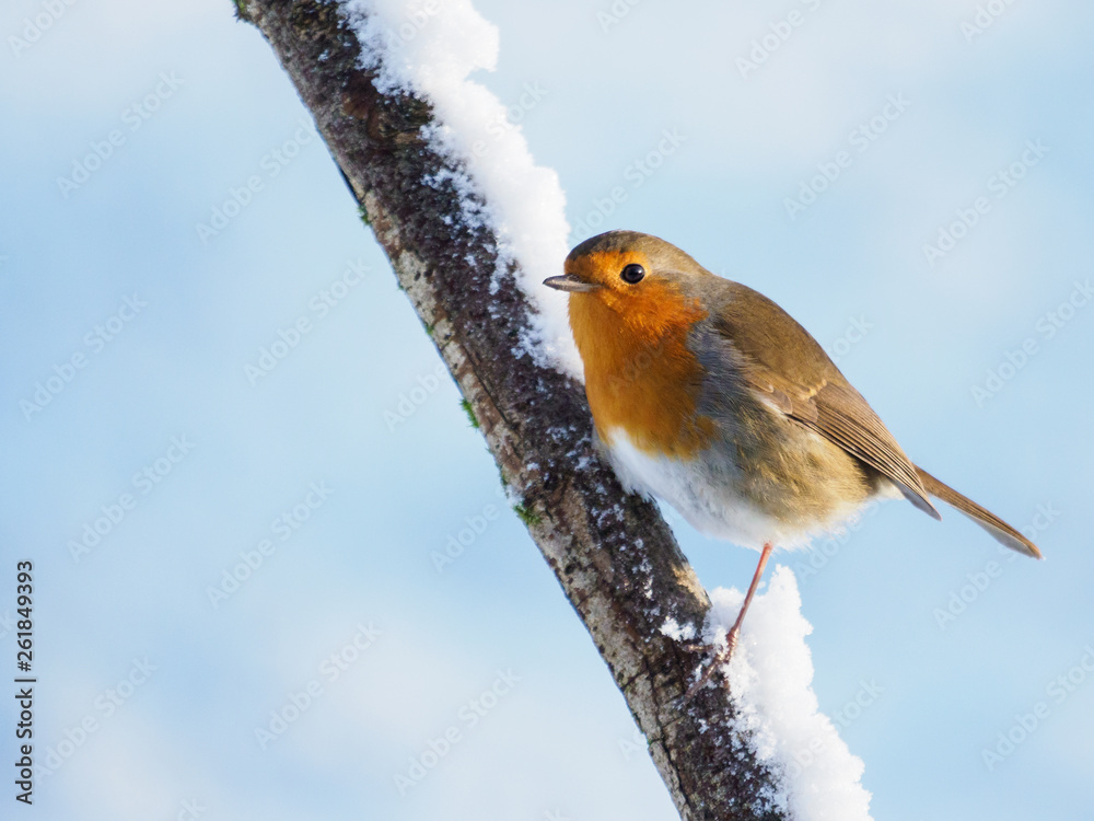 Obraz premium Robin Redbreast (Erithacus rubecula)