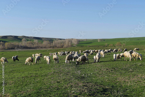 sheep and lambs grazing on pasture, sheep flock standing in pasture,