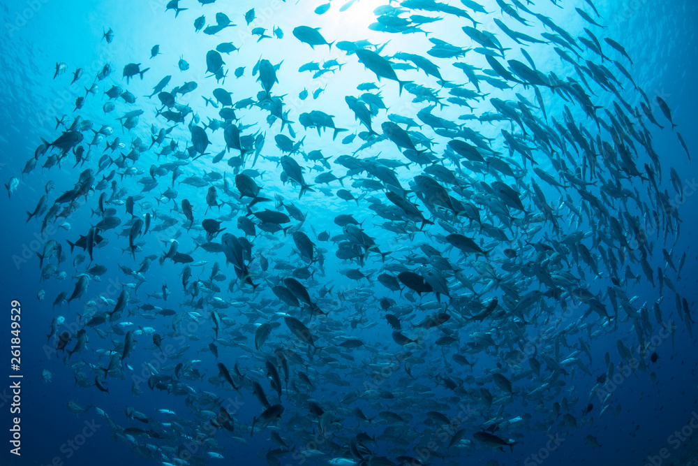 A large school of Bigeye jacks, Caranx sexfasciatus, swims in Palau.