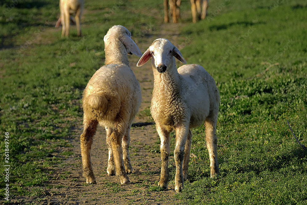 cute, lamb, sheep, grass, pasture, young, white, agriculture, meadow, spring, livestock, green, nature, field, animal, countryside, mammal, farm, farming, rural, wool, two, standing, sheep and lambs , cute, lamb, sheep, grass, pasture, young, white, agriculture, meadow, spring, livestock, green, nature, field, animal, countryside, mammal, farm, farming, rural, wool, two, standing, sheep and lambs ,
