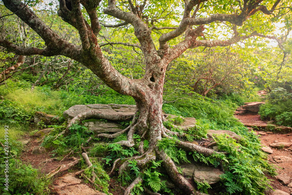 Appalachian Tree of Life, Mountain Hiking Path, North Carolina