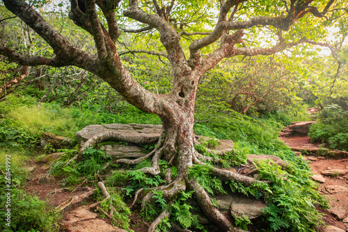 Appalachian Tree of Life, Mountain Hiking Path, North Carolina